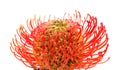 Red Leucospermum, common name pincushion protea isolated