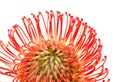 Red Leucospermum, common name pincushion protea isolated