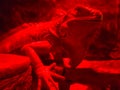Red light iguana Royalty Free Stock Photo