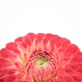 Red and light pink dahlia flower with yellow and green center close up macro photo isolated on white background Royalty Free Stock Photo