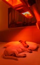 Red light therapy dog Royalty Free Stock Photo