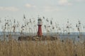 Red lighthouse with reed in the foreground Royalty Free Stock Photo