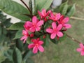 red lilac with green leaves and blurry grass