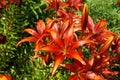 red lilies on a background of green foliage