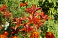 red lilies on a background of green foliage