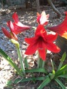 Red Lilies bloom in the yard Royalty Free Stock Photo