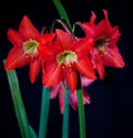 Red lilies bouquet isolated over black