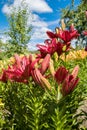 Red lilies in garden on sunny day. Royalty Free Stock Photo