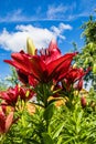 Red lilies in garden on a sunny day. Royalty Free Stock Photo