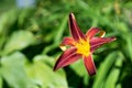 Red Lilium Close up Image