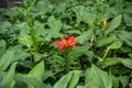 Red Lilium pensylvanicum flower surrounded by leaves in a park