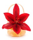 Red liliy in a gift basket Royalty Free Stock Photo