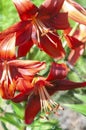 Red lillies