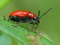 Red Lilly Beetle On A Leaf