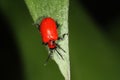 Red Lilly Beetle - Liliocevis lilii Royalty Free Stock Photo