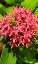 Red lilly flower. greenish background.