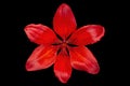 Red lilly flower head Royalty Free Stock Photo