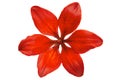 Red lilly flower head Royalty Free Stock Photo