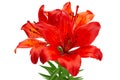 Red lilly flower head Royalty Free Stock Photo