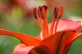 Red Lily Royalty Free Stock Photo