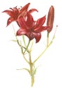 Red lily