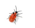 Red Lily Beetle Royalty Free Stock Photo