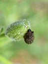 Red lily beetle larva Lilioceris lilii carry its own feces on its back for protection Royalty Free Stock Photo