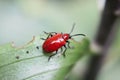 A red lily beetle on a leaf Royalty Free Stock Photo