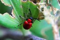 A red lily beetle on a leaf Royalty Free Stock Photo