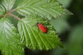 Red lily beetle