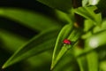 A red lily beetle on a leaf Royalty Free Stock Photo