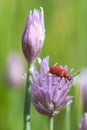 Red lily beetle (Lilioceris lilii) Royalty Free Stock Photo