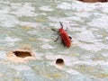 Red Lily Beetle or Scarlet Lily Beetle Royalty Free Stock Photo