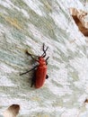 Red Lily Beetle or Scarlet Royalty Free Stock Photo