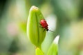 Red Lily Beetle Royalty Free Stock Photo