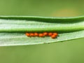 Red lily beetles eggs on a lily leaf