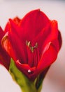 Red Lily is blooming and fresh in the grasshouse in Bangkok,Thailand.Close-up. Royalty Free Stock Photo