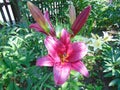 Red lily blooming in the greenery Royalty Free Stock Photo