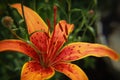 Red Lily blooms beautifully in summer