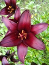 Red lily blooms in the spring in the garden. Big red lily flower close-up, macro.Beautiful red blooming lily in macro Royalty Free Stock Photo