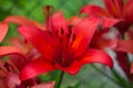 Red lily blooms in the spring in the garden. Big red lily flower close-up, macro.Beautiful red blooming lily in macro. Royalty Free Stock Photo