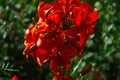 Red lily blooms in the spring in the garden. Big red lily flower close-up, macro.Beautiful red blooming lily in macro. Royalty Free Stock Photo