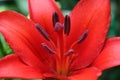 Red lily close up Royalty Free Stock Photo