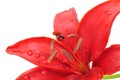 Red Lily with Dew Drops Royalty Free Stock Photo