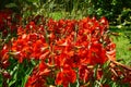 Red lily field Royalty Free Stock Photo