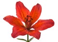 Red lily flower Royalty Free Stock Photo