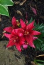 Red lily flower blooming early in the season spring Royalty Free Stock Photo
