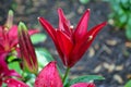 Red lily flower blooming early in the season spring Royalty Free Stock Photo
