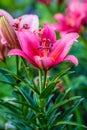Red lily flower blooming Royalty Free Stock Photo