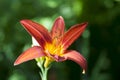 Red lily flower blossom